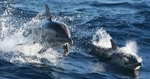 dolphin watching cruise port stephens