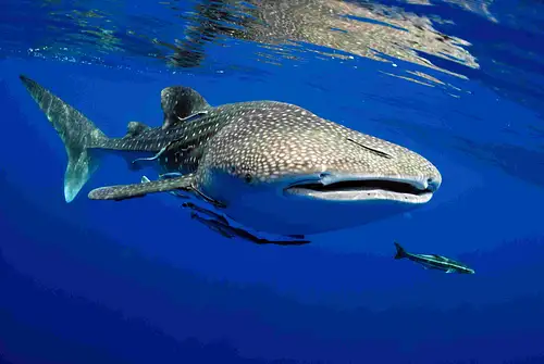 24 Days Perth to Darwin Tour Combo | Adventure Tours Australia