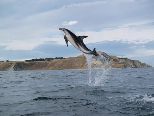 Kaikoura Whale Watching Kayaking Tour