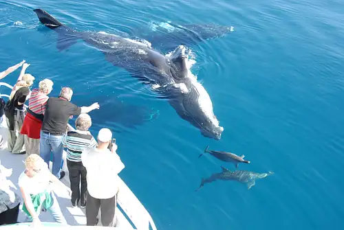 Hervey Bay whale search and dolphin watch
