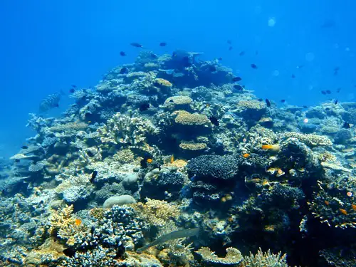 snorkel with turtles mudjimba