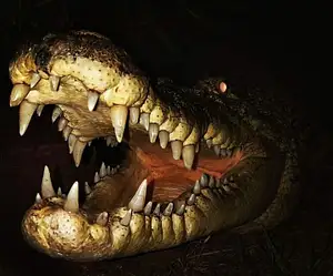 Crocodile Dundee Tour