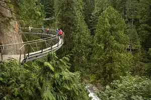 Vancouver City and Capilano Suspension Bridge Tour with Lunch | Small group