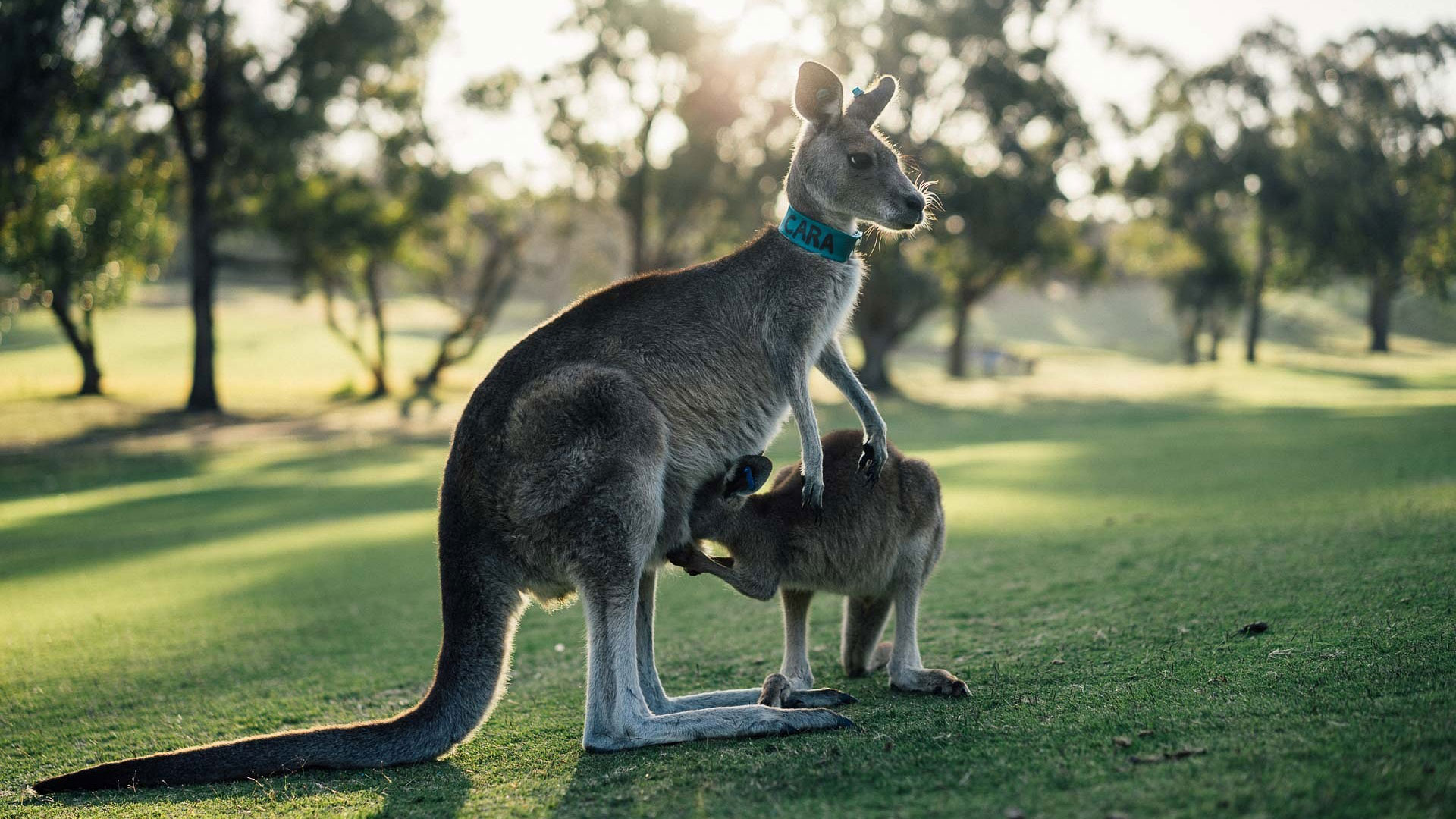 austraveltips